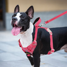 Load image into Gallery viewer, MASBRILL Reflective Dog Harness No Pull Dog Vest Harness with Handle, Breathable Padded Dog Chest Harness Adjustable for Medium Dog-Blue