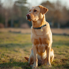 Load image into Gallery viewer, MASBRILL Dog Collar And Leash Set,Reflective Dog Collar With Dog Tag ,Soft Neoprene Padded Breathable ,Odour Resistant And Fast Drying Dog Leash+Dog Collar