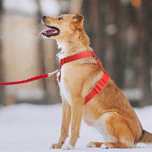 Load image into Gallery viewer, MASBRILL No Pull Dog Harness Soft Basic Nylon Adjustable Dog Vest Easy Walking Harness