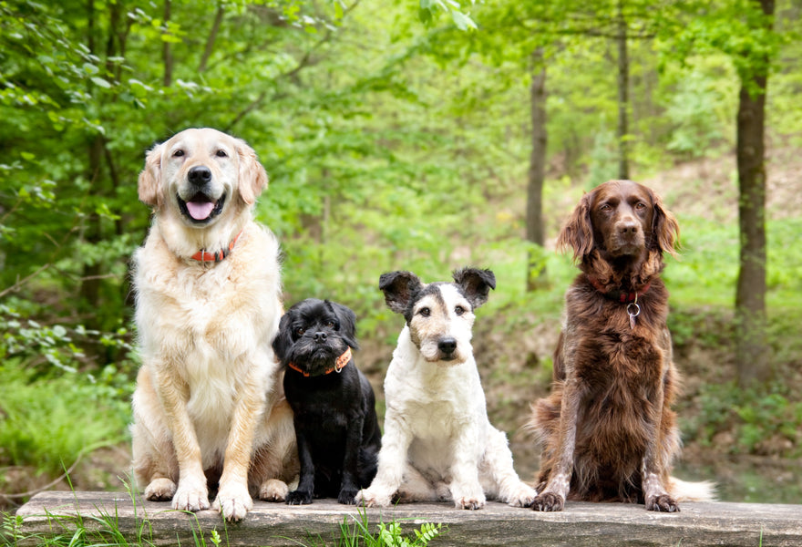 Choosing a Dog Breed for Yourself