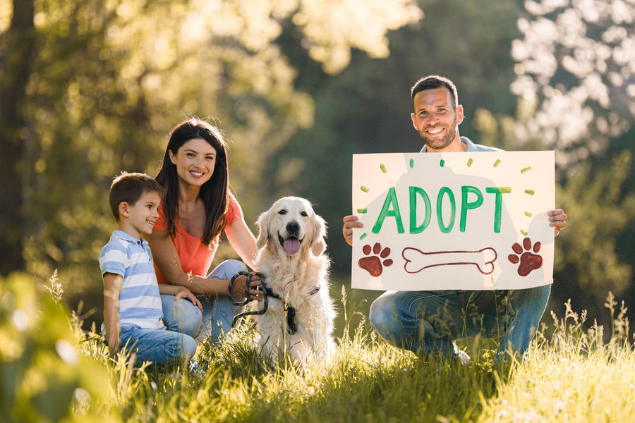 Dog Adoption: Tips for Bringing Home a Rescue Dog
