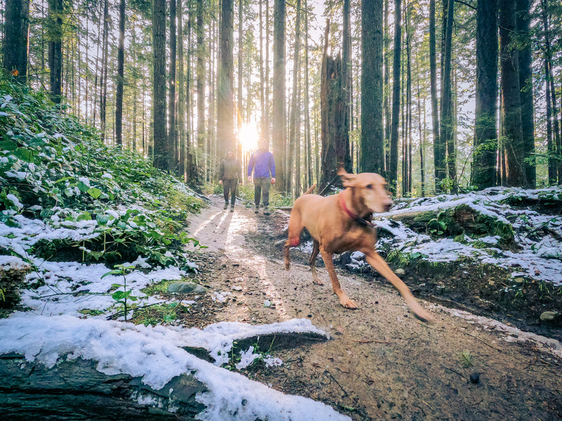 Best Dog Breeds for Hiking