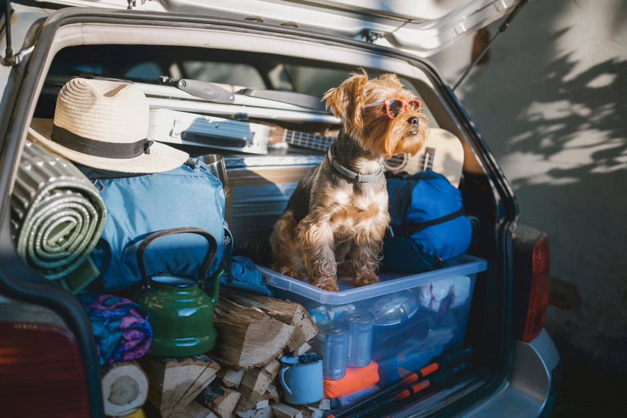 Must Have Items While Hiking With Dogs